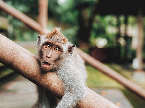 monkey forest, Wisata di Ubud Bali